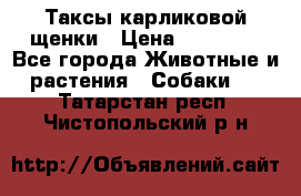 Таксы карликовой щенки › Цена ­ 20 000 - Все города Животные и растения » Собаки   . Татарстан респ.,Чистопольский р-н